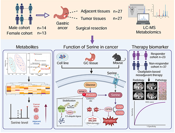 郑州大学董子钢教授团队在肿瘤精准治疗研究中取得积极进展